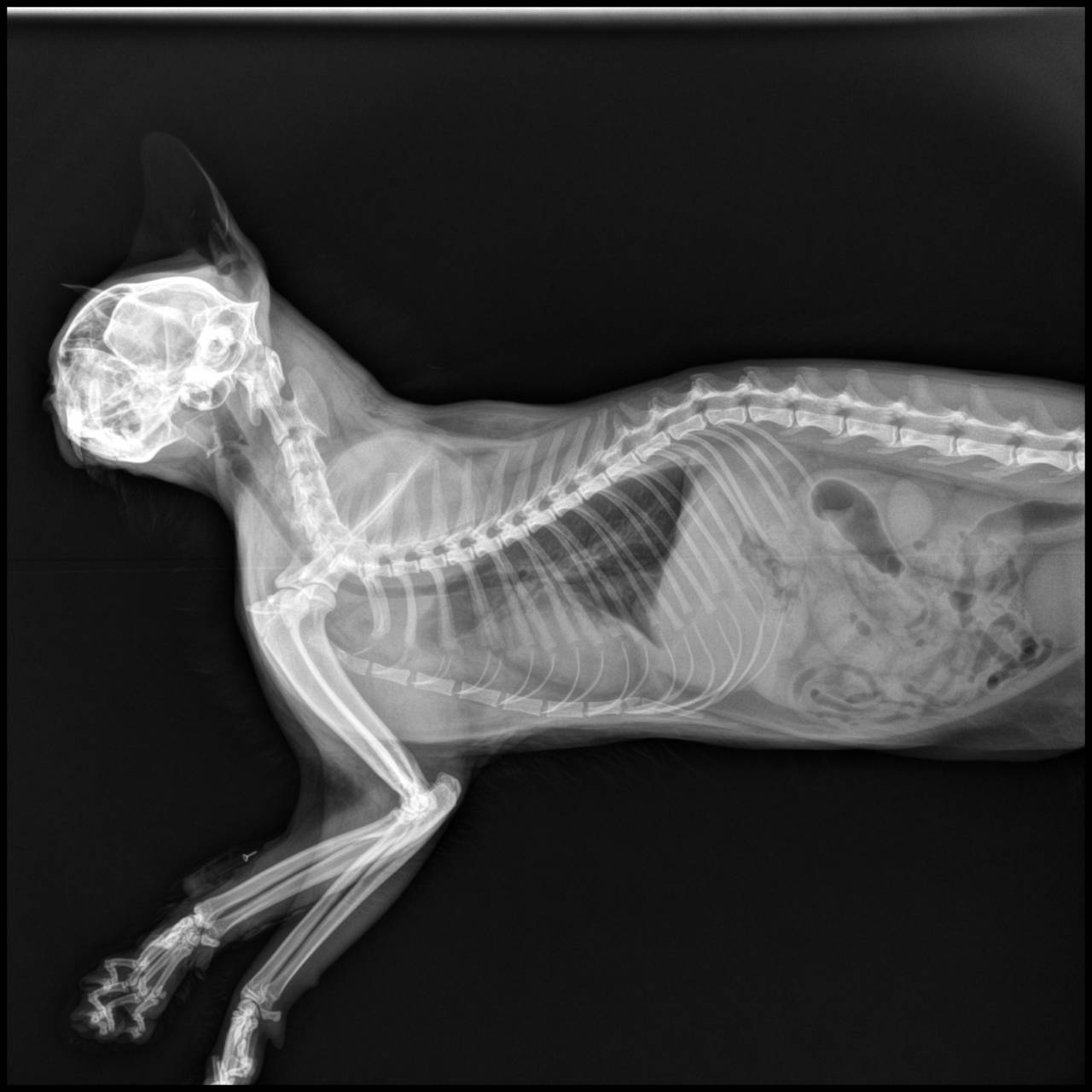 line_oa_chat_240705_142508